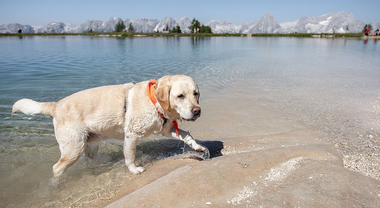 Urlaub mit Hund, Oberösterreich - ALPRIMA Aparthotel