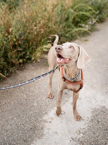 Urlaub mit Hund, Oberösterreich - ALPRIMA Aparthotel